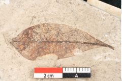 Foto (Detailansicht) von Chrysophyllum olympicum Unger (NHMW-GEO-2024-0188-8165)